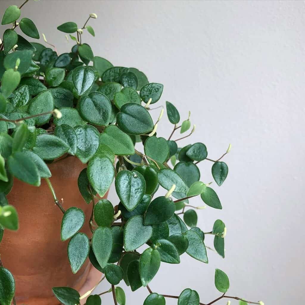Peperomia perciliata