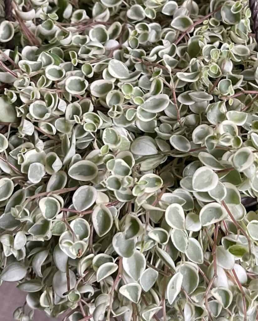 Peperomia perciliata White Cloud
