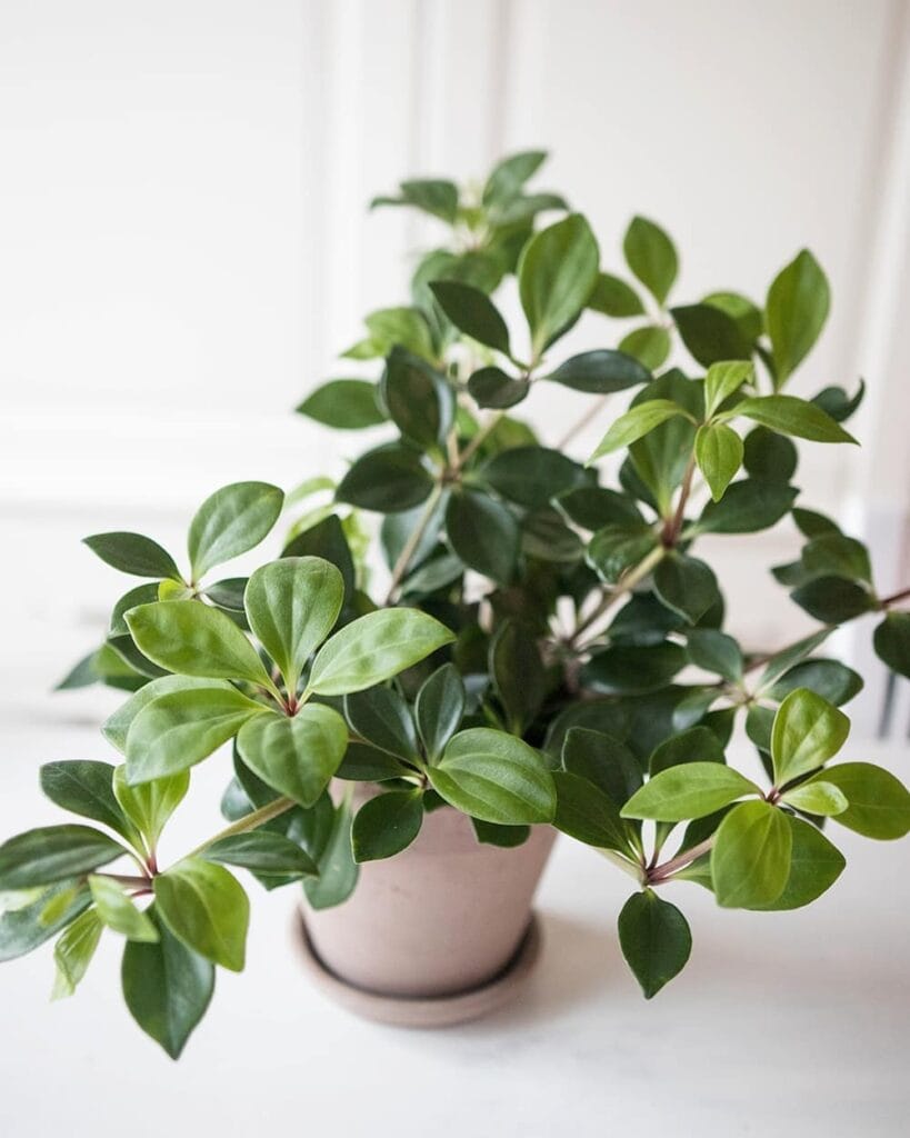 Peperomia pereskiifolia