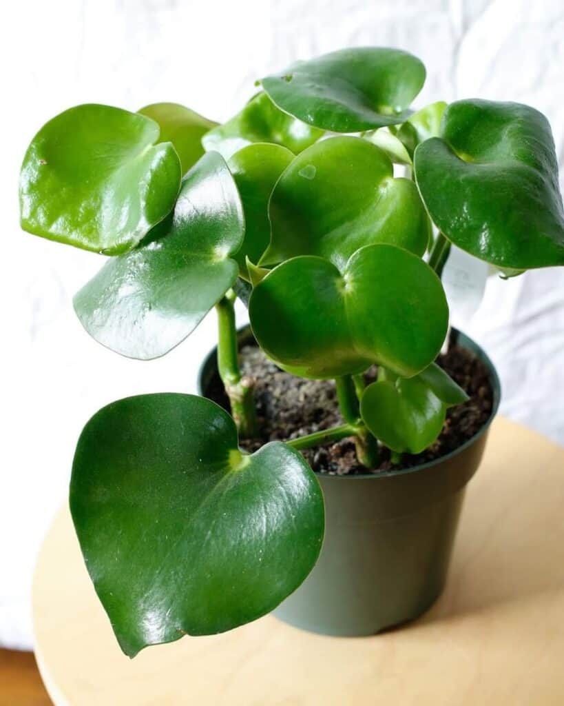 Peperomia polybotrya