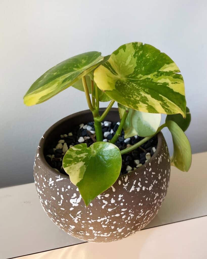 Peperomia polybotrya variegated