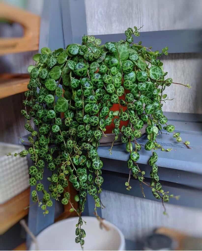 Peperomia prostrata