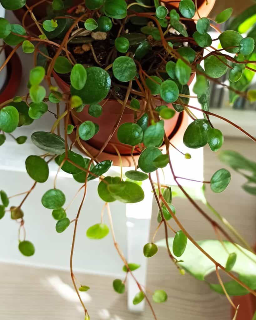 Peperomia prostrata Pepperspot