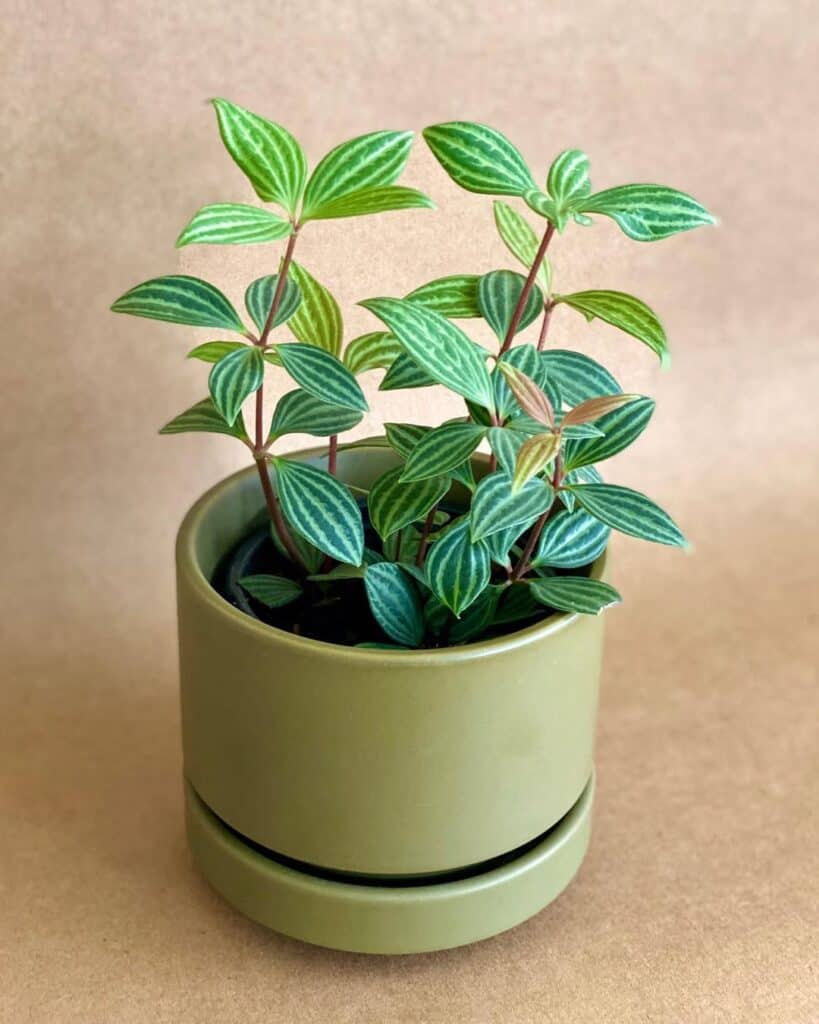 Peperomia puteolata