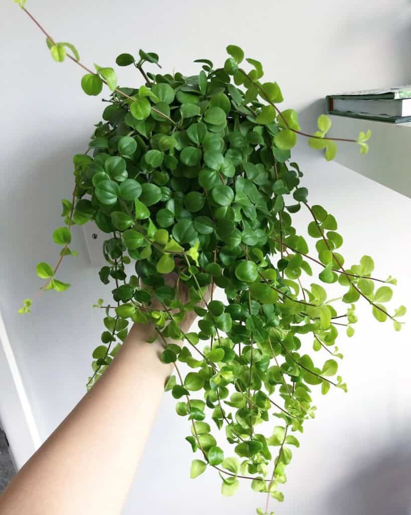 Peperomia rotundifolia