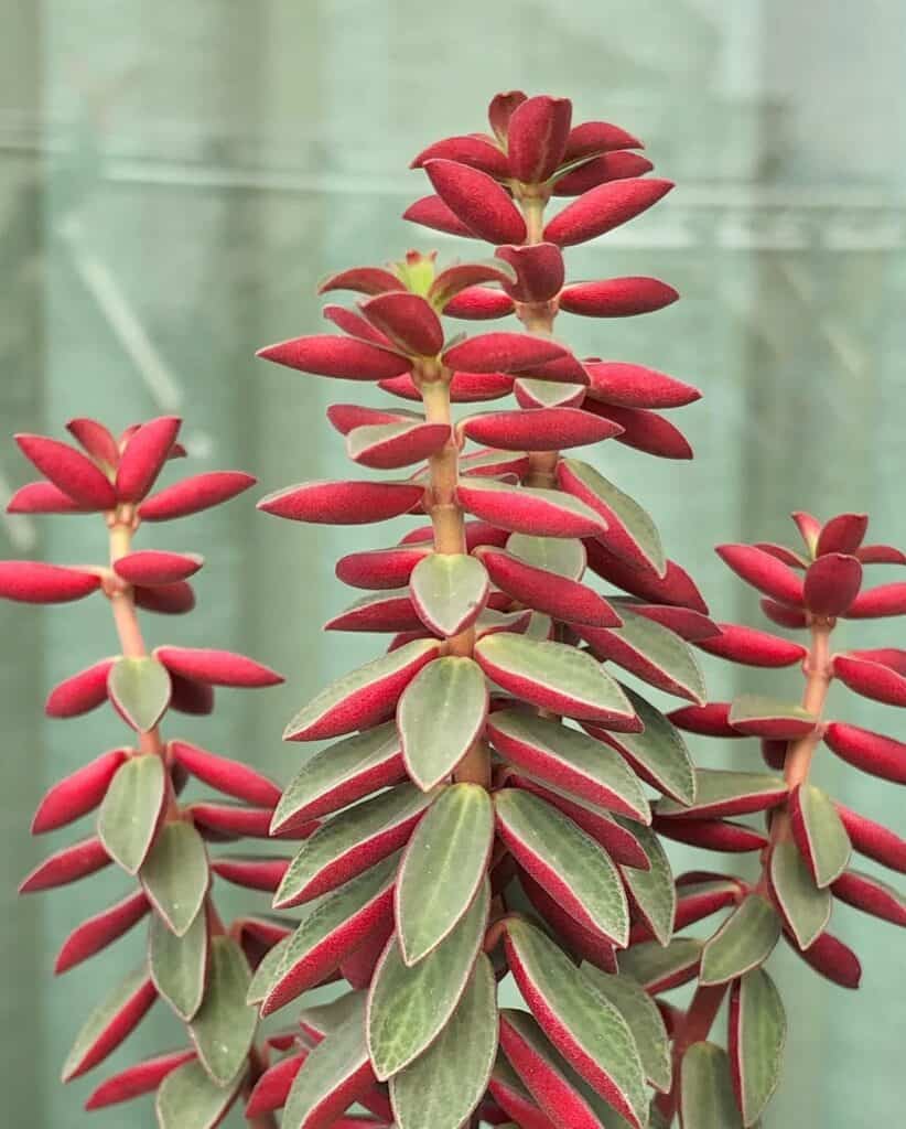 Peperomia rubella