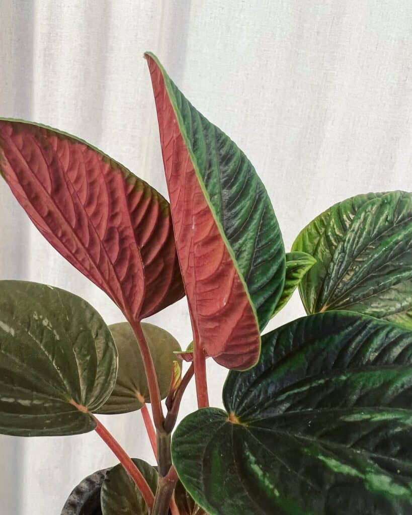 Peperomia rugosa