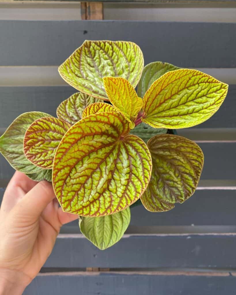 Peperomia rugosa Aussie Gold