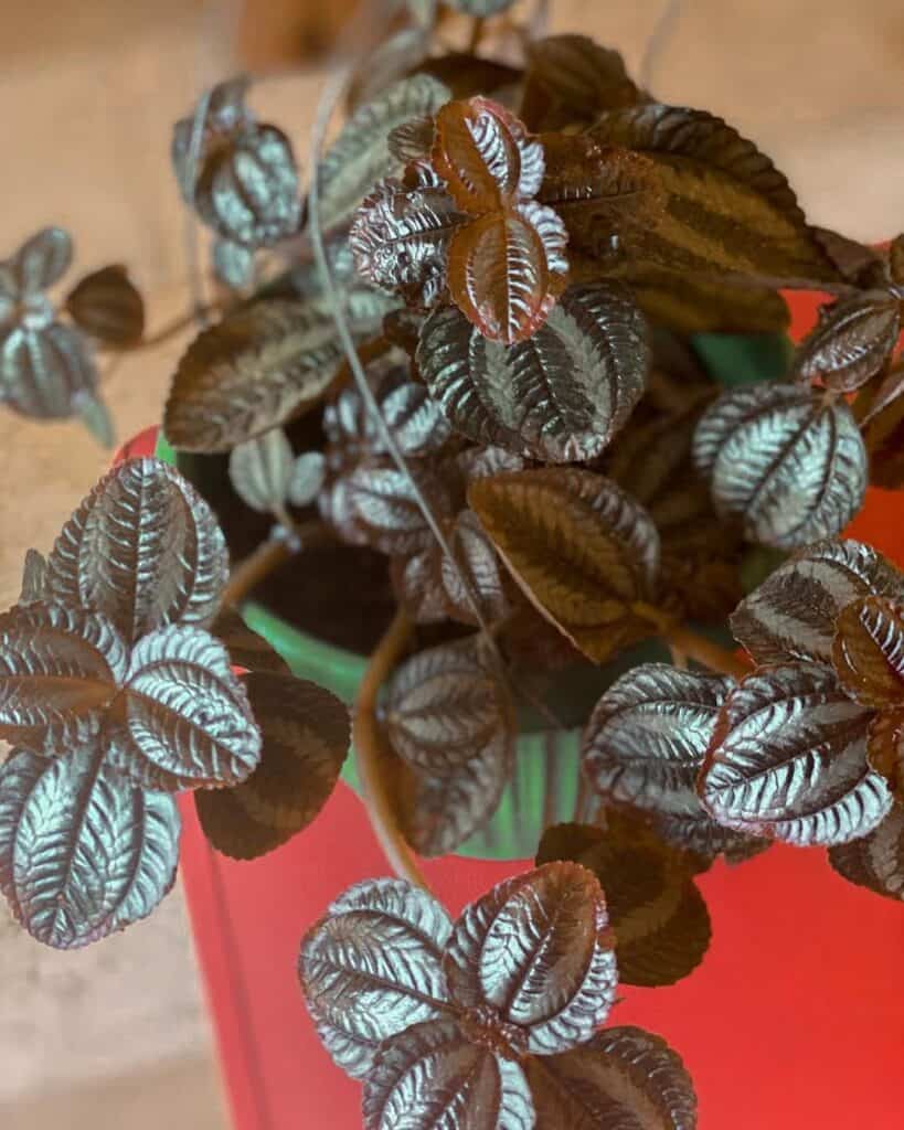 Peperomia rugosa Ecuador