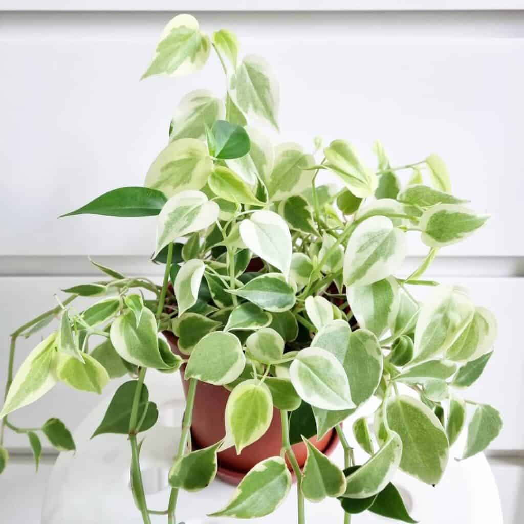 Peperomia scandens variegata