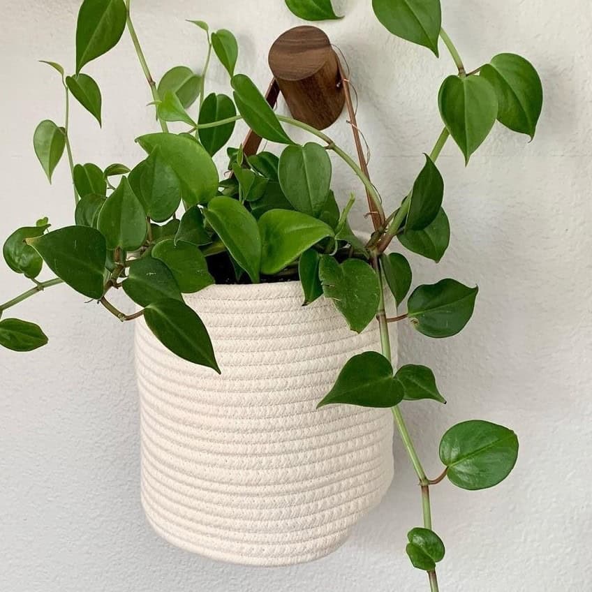 Peperomia scandens