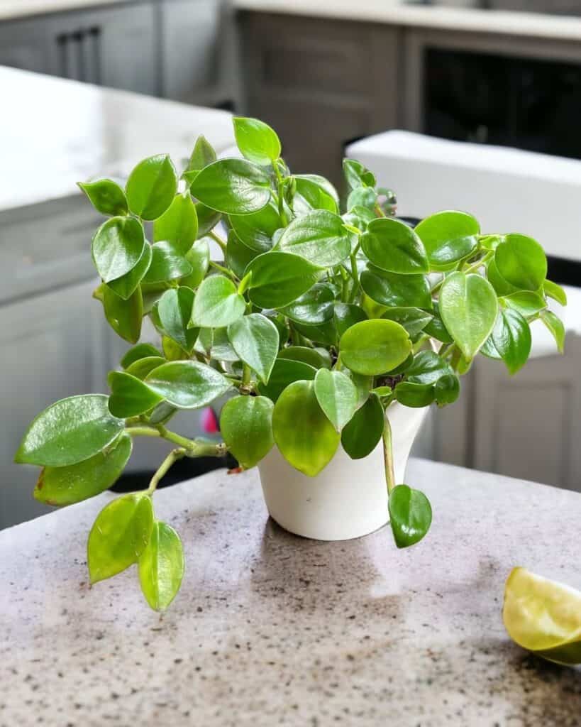 Peperomia serpens