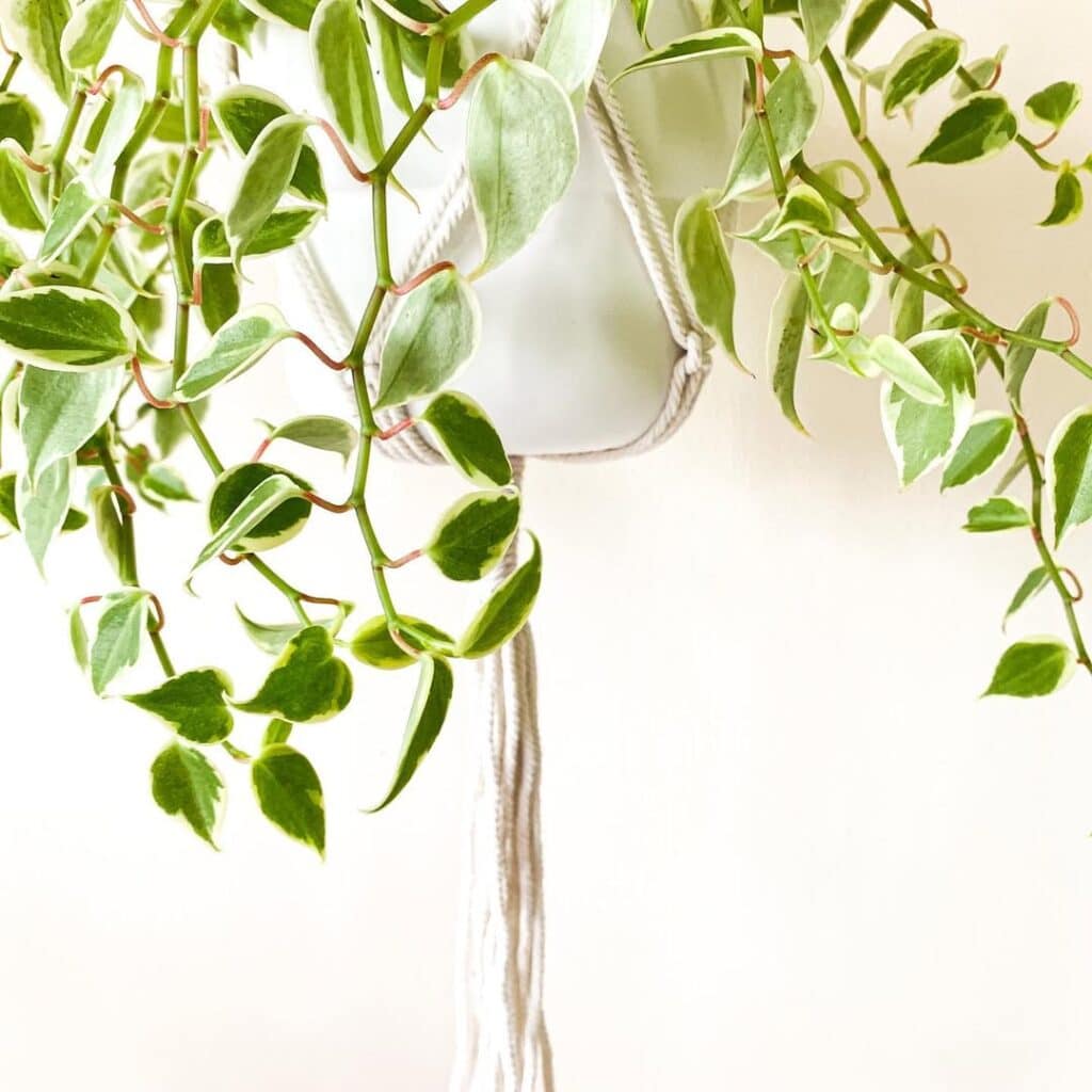Peperomia serpens variegata