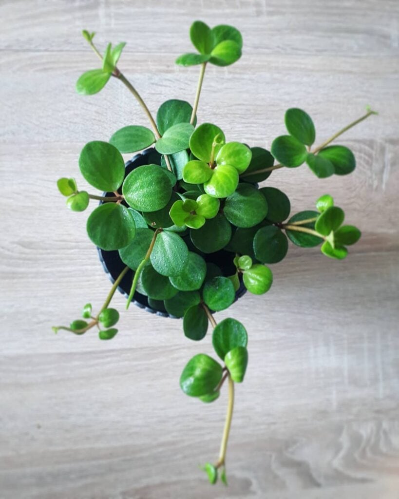 Peperomia tetraphylla