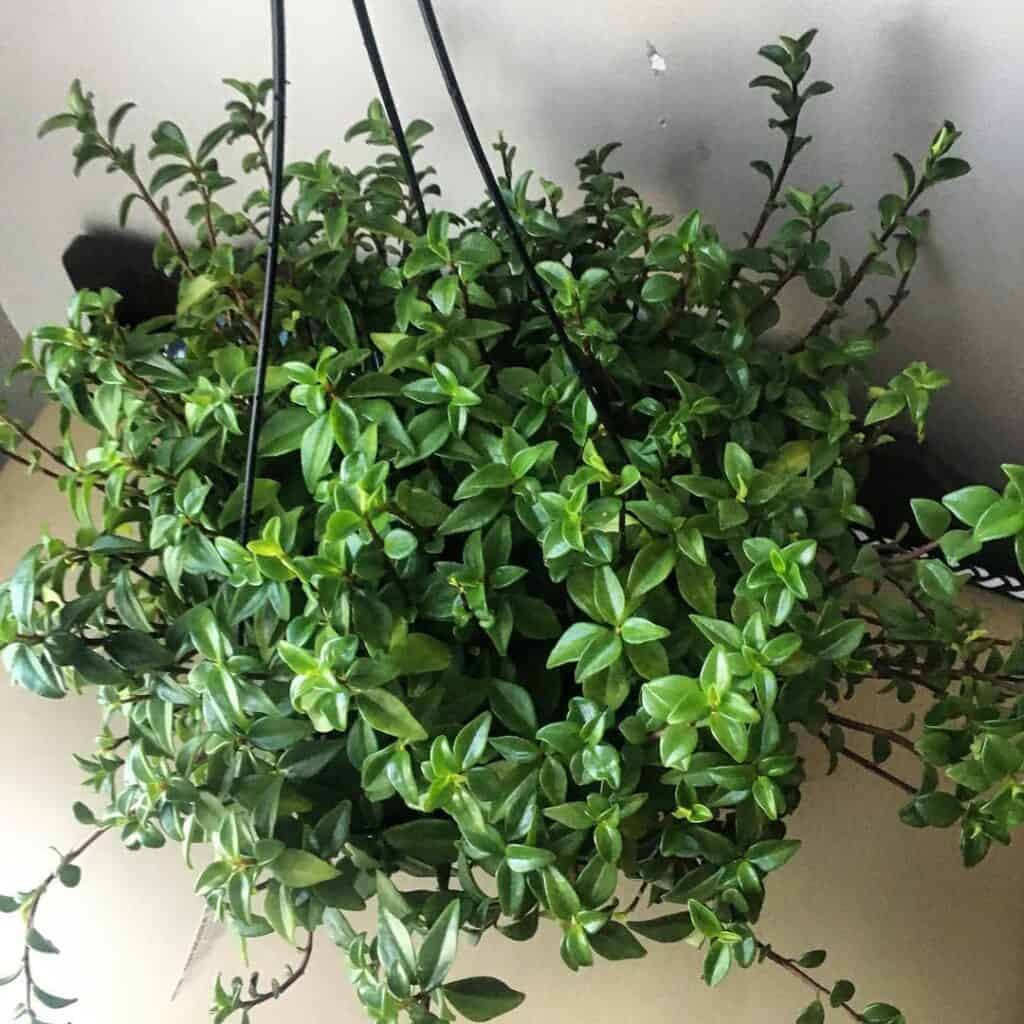 Peperomia trinervula