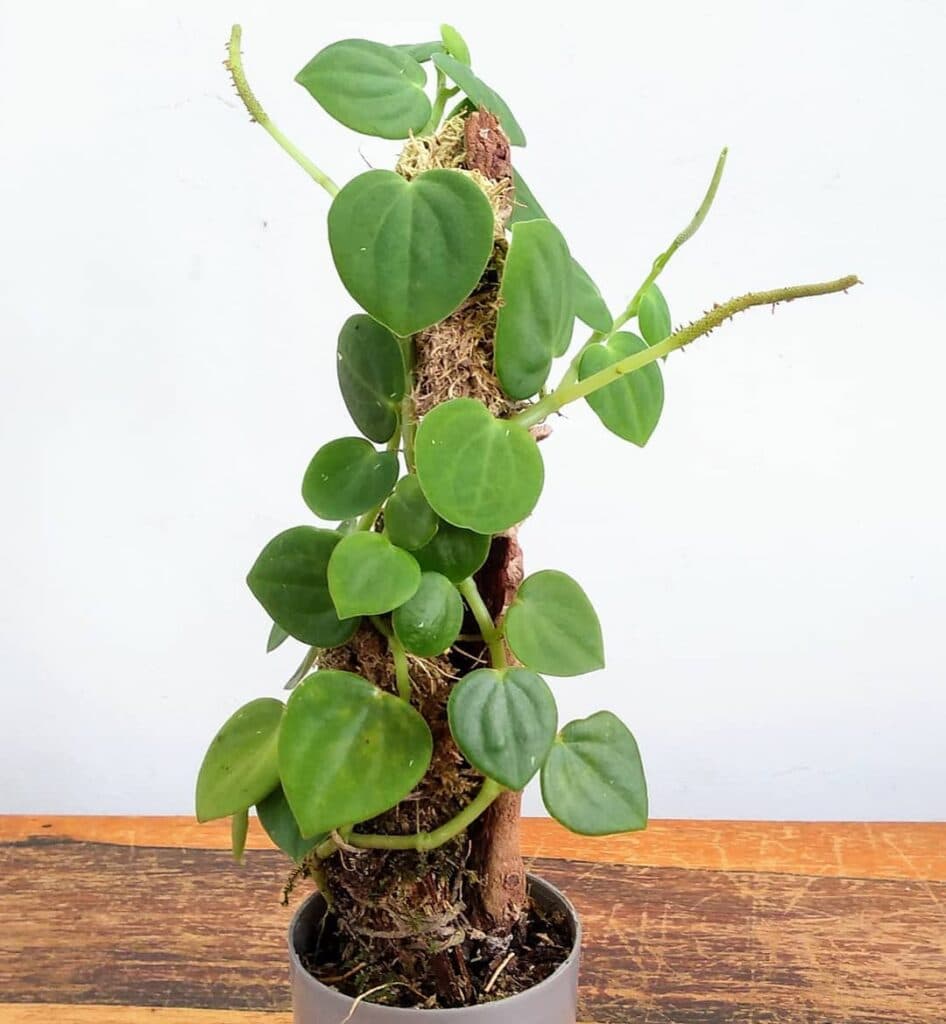 Peperomia urocarpa