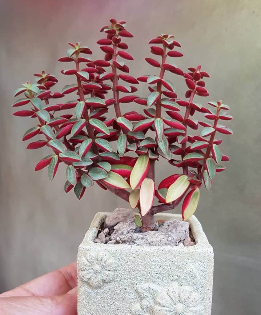 Peperomia verticillata