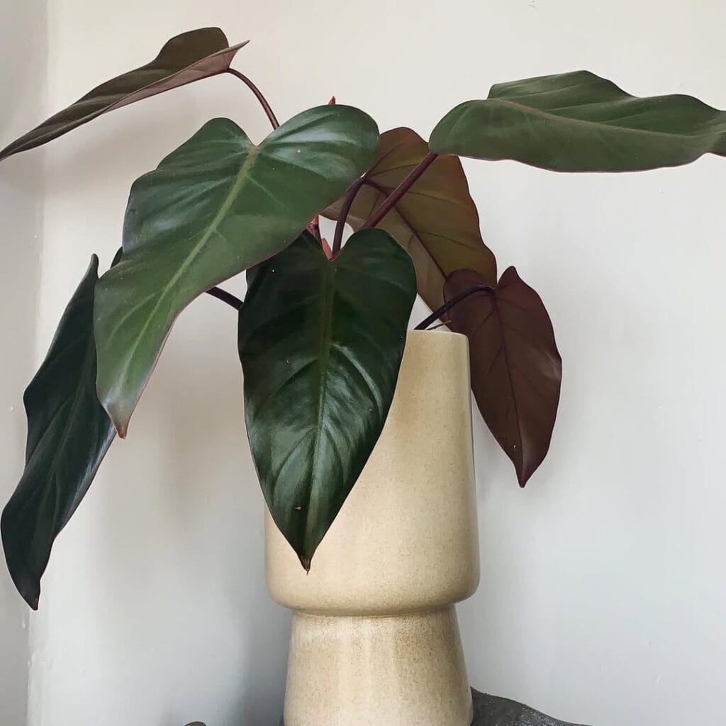 Philodendron Dark Lord