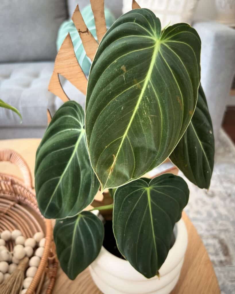 Philodendron Melanochrysum