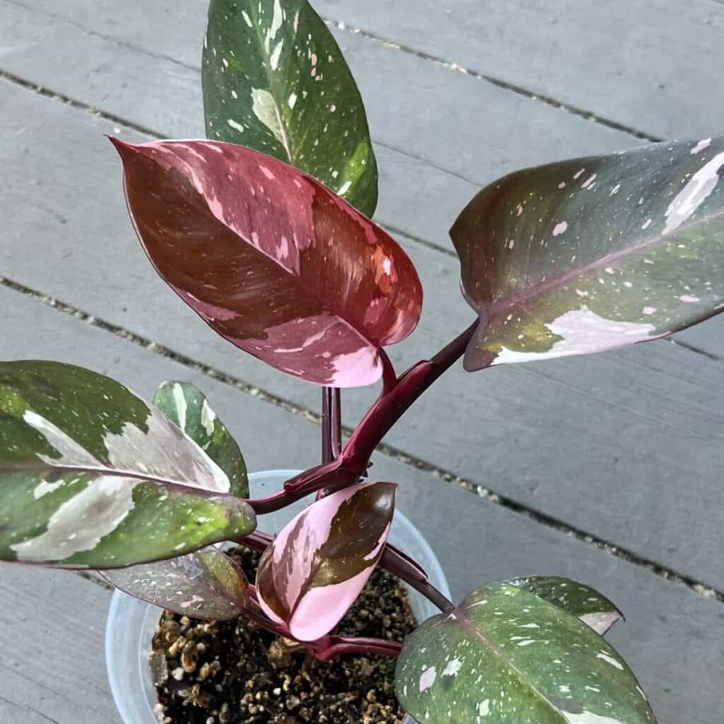 Philodendron Red Anderson