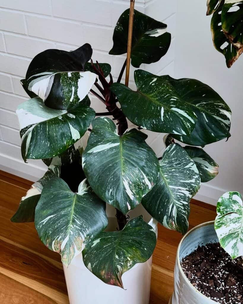 Philodendron White Knight