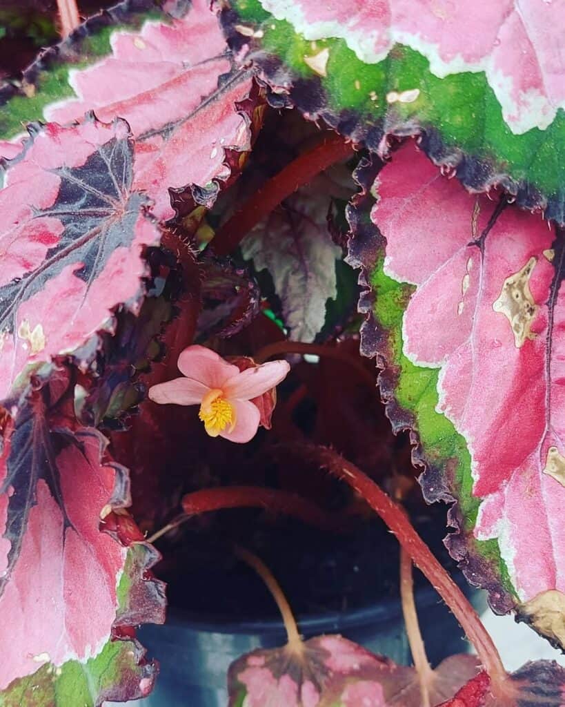 Rex Begonia