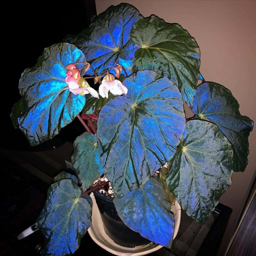 River Begonia