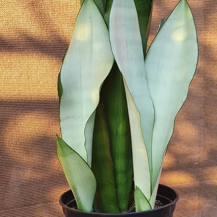 Sansevieria Silver Moon