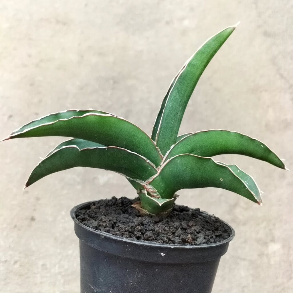 Sansevieria ehrenbergii