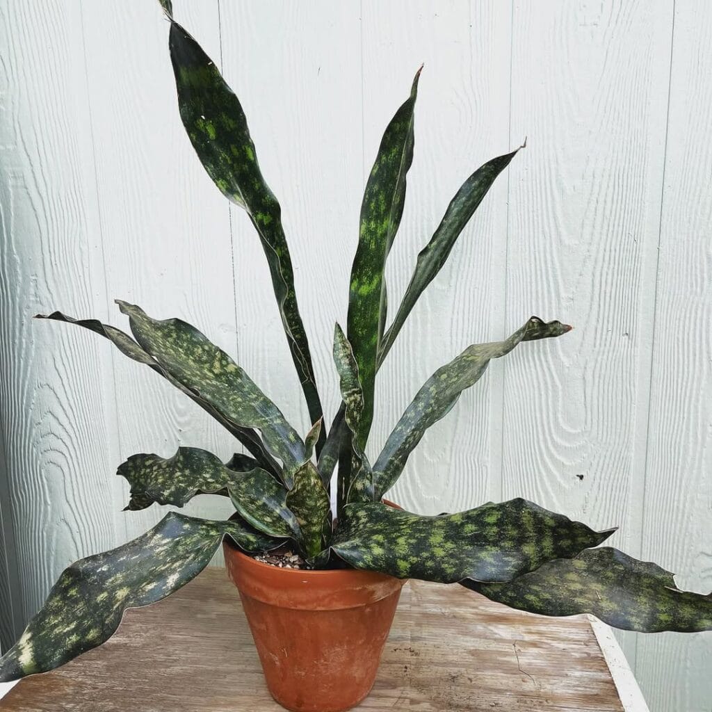 Sansevieria kirkii var. pulchra