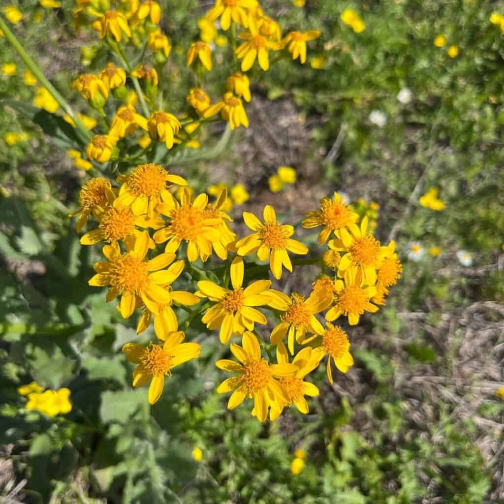 Senecio ampullaceus