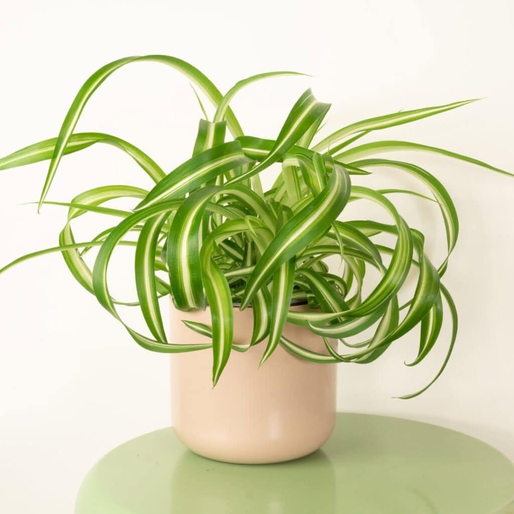 Spider Plant 2