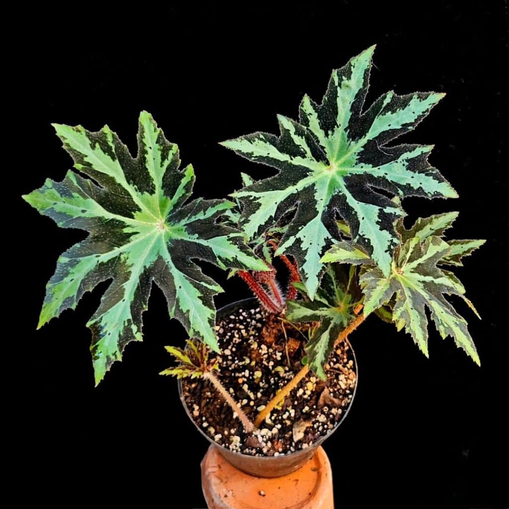 Star Leaf Begonia