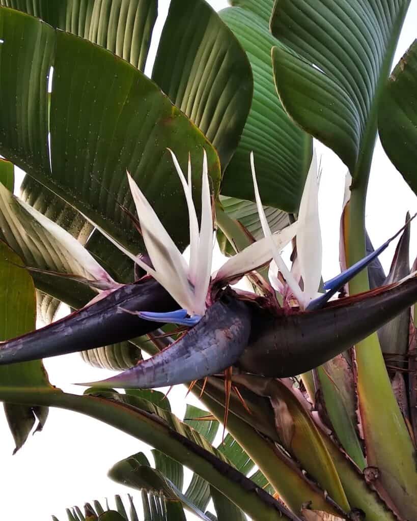 Strelitzia alba