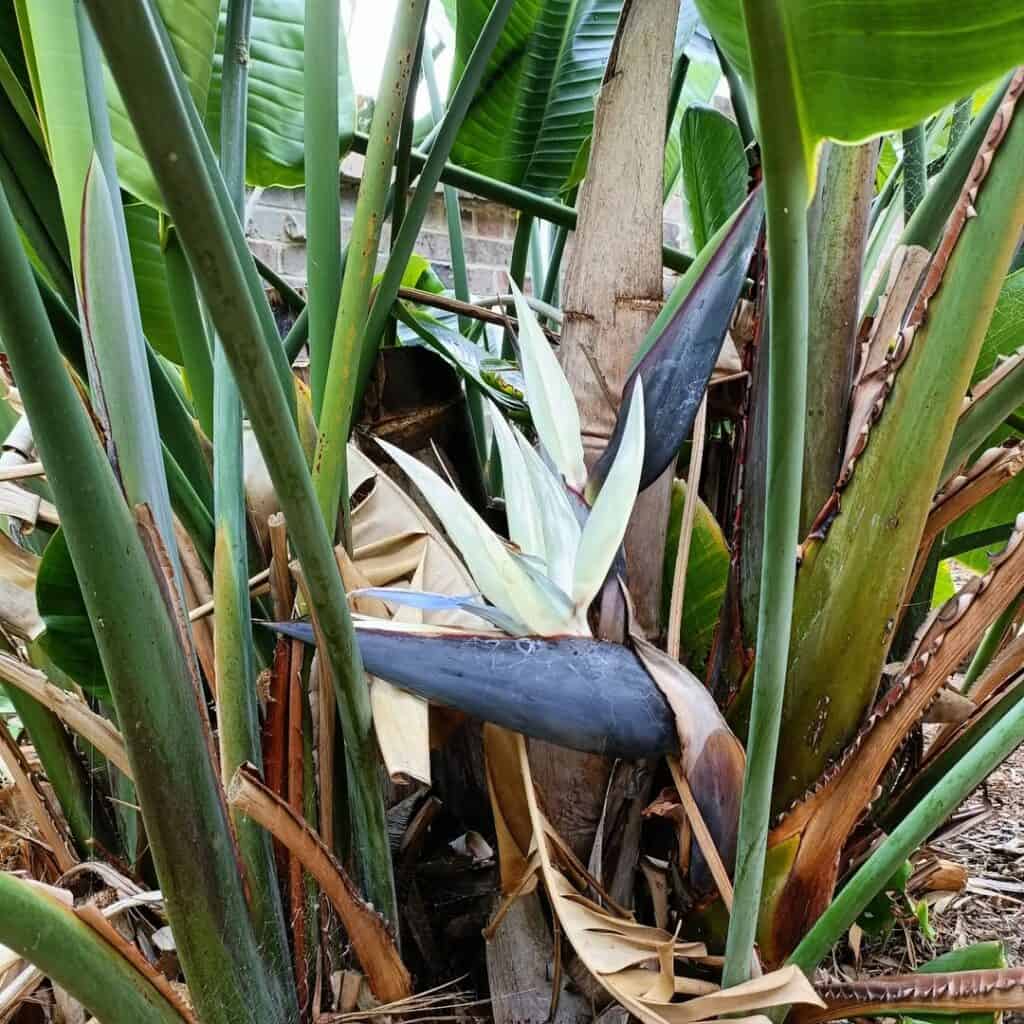Strelitzia caudata