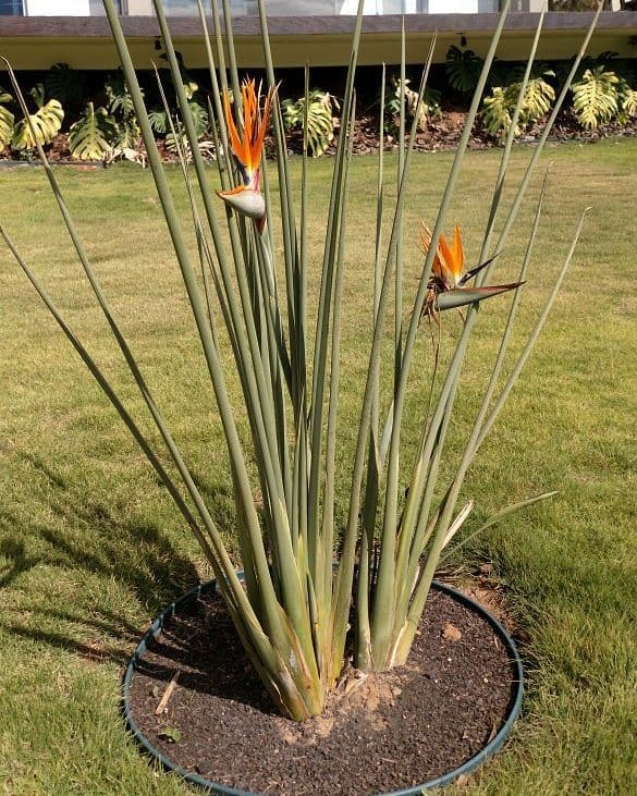 Strelitzia juncea