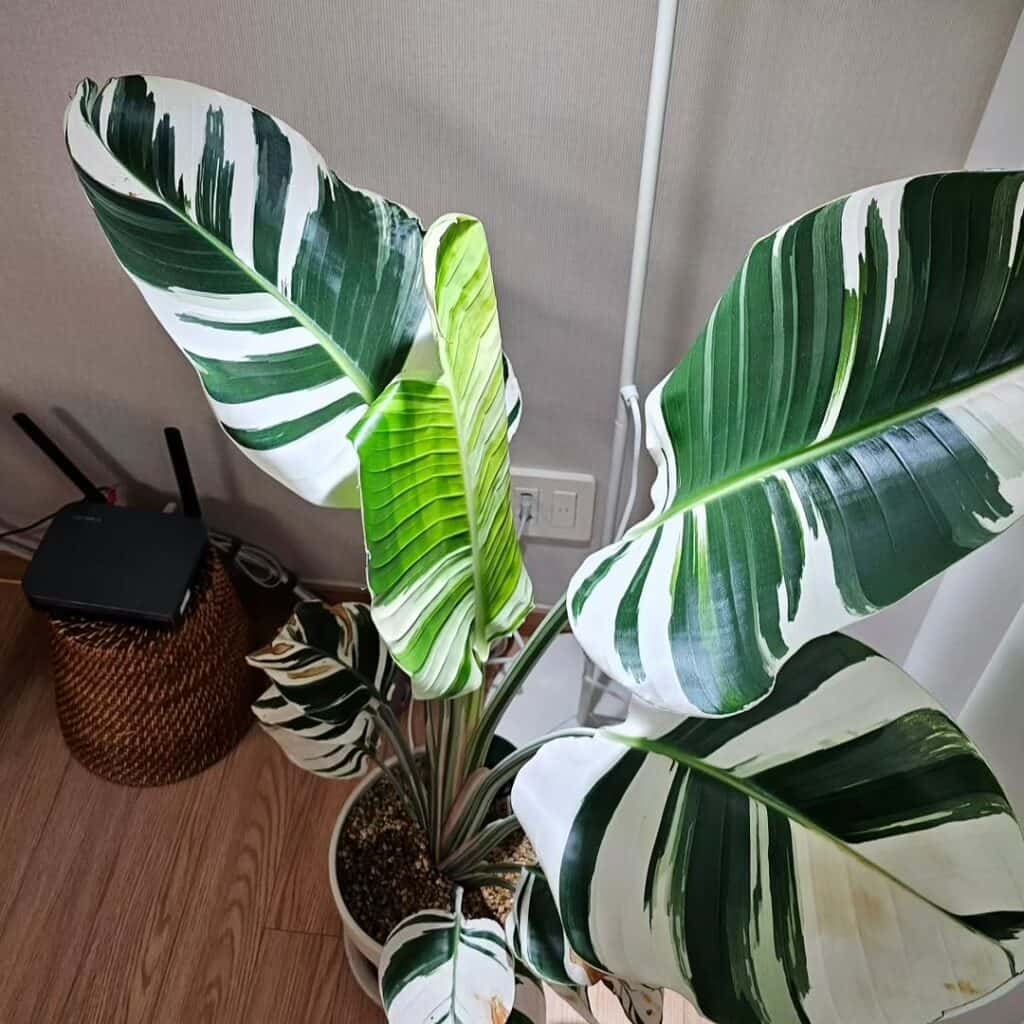 Strelitzia nicolai albo variegata