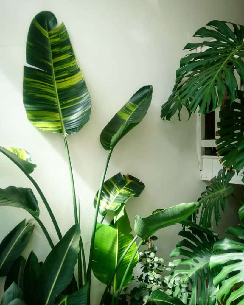 Strelitzia nicolai variegata
