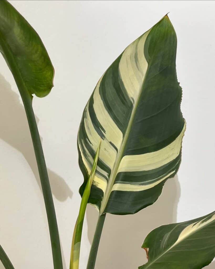 Strelitzia reginae albovariegata