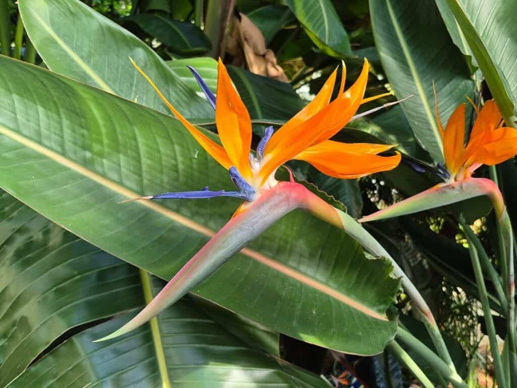 Strelitzia reginae classic