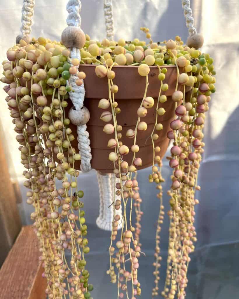 String of Pearls 1