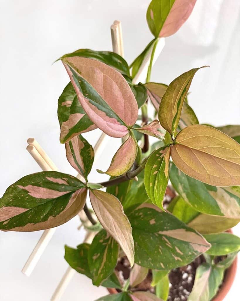 Syngonium Pink Splash