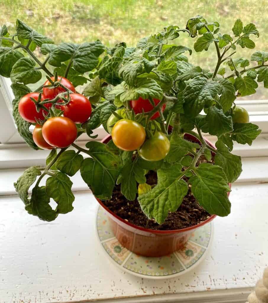 Tiny Tim tomato