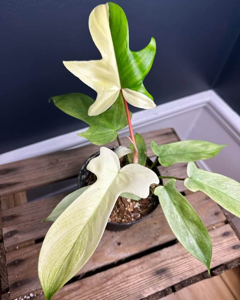 Variegated Florida Ghost Philodendron