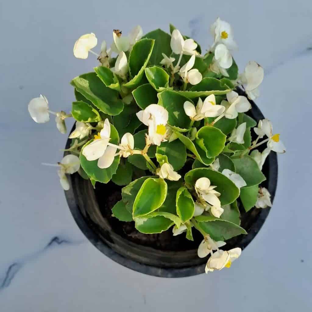 Wax Begonia 1