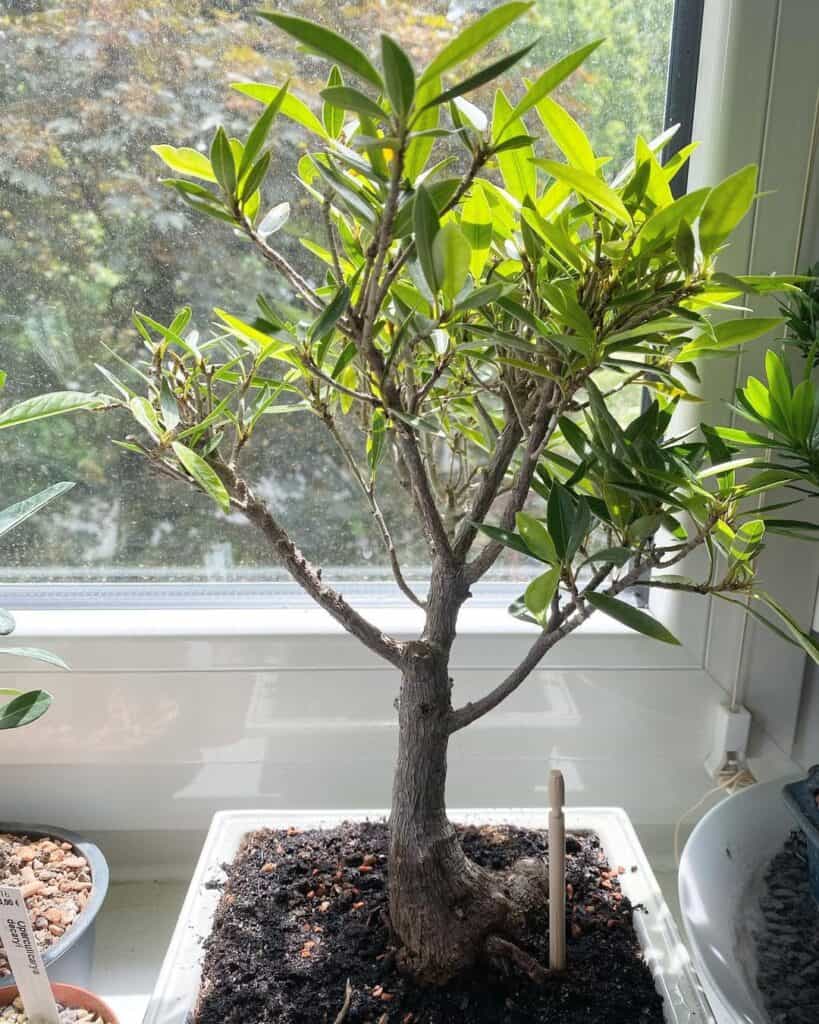 Willow Leaf Ficus Bonsai