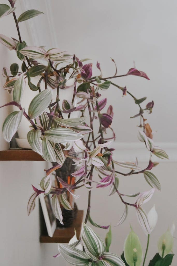 Beautiful variegated Tradescantia plant on an indoor shelf in Istanbul, Turkey.