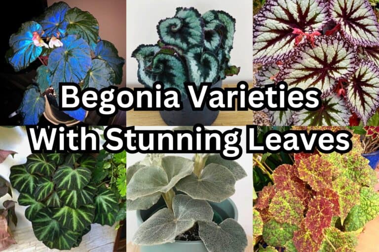 15 Begonias With Stunning Leaves You’ll Love