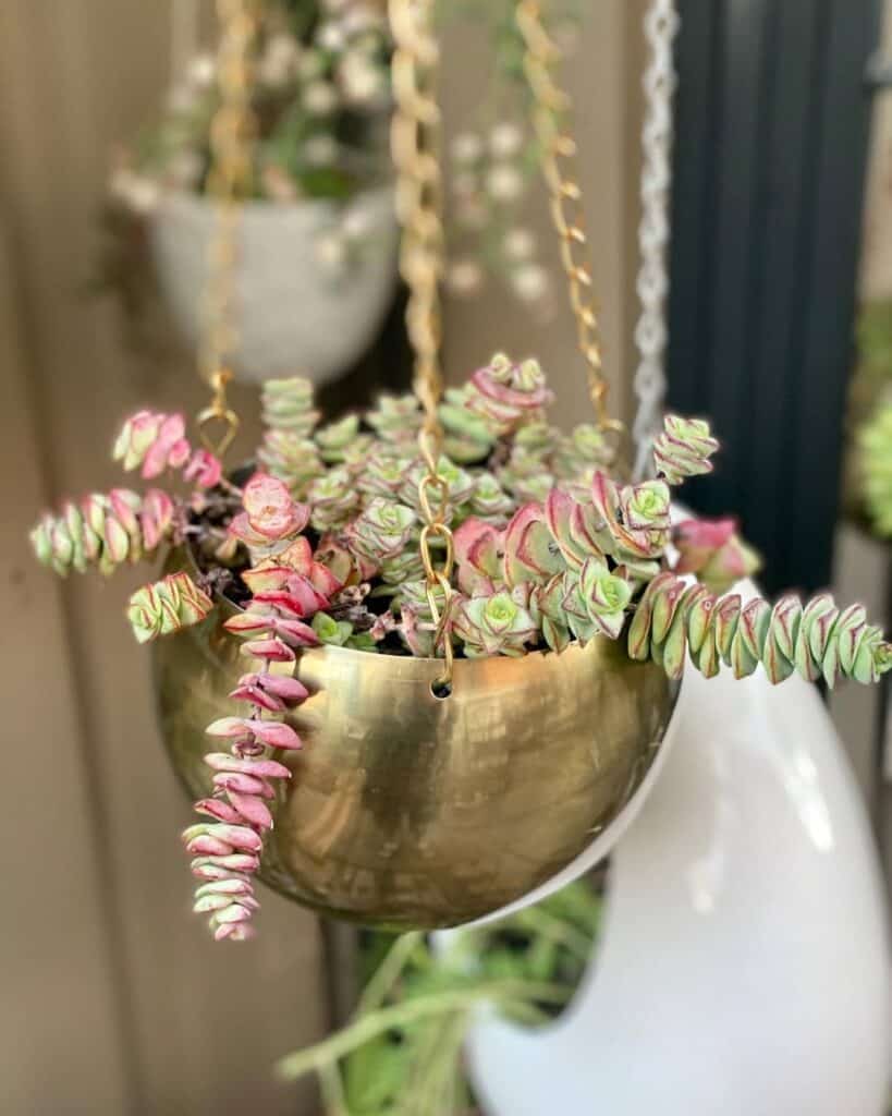 chain of buttons