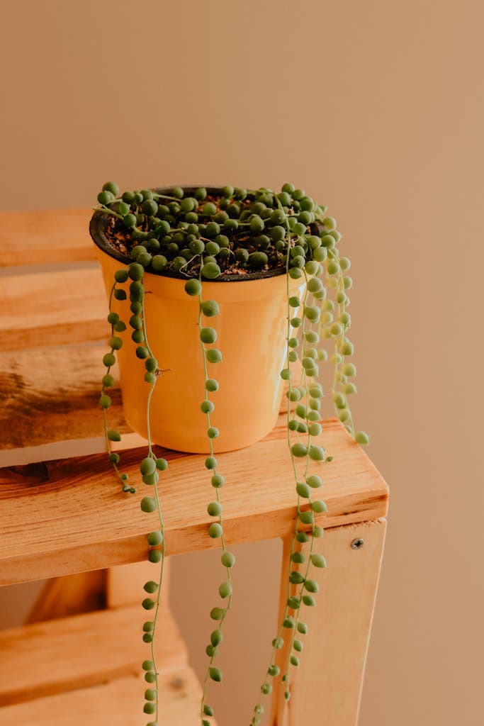 Close-up of a string of pearls succulent draped over a yellow pot, resting on a wooden shelf indoors.